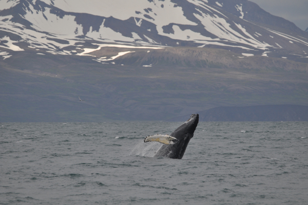 A breaching Humpback Whale II