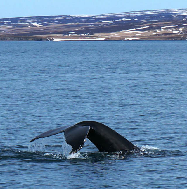 A humpback in Skjálfandi Bay