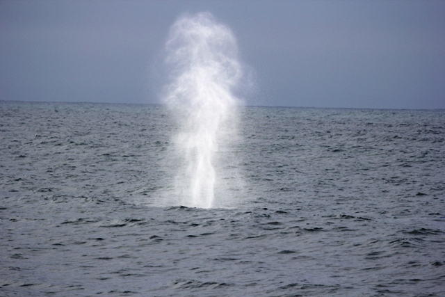 Mai 2013 - Blue Whale spout