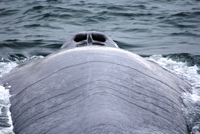 Mai - Blue Whale