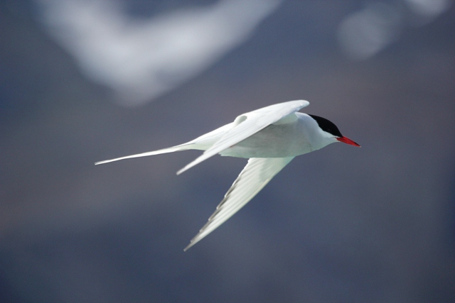 Mai 2013 - Arctic Tern