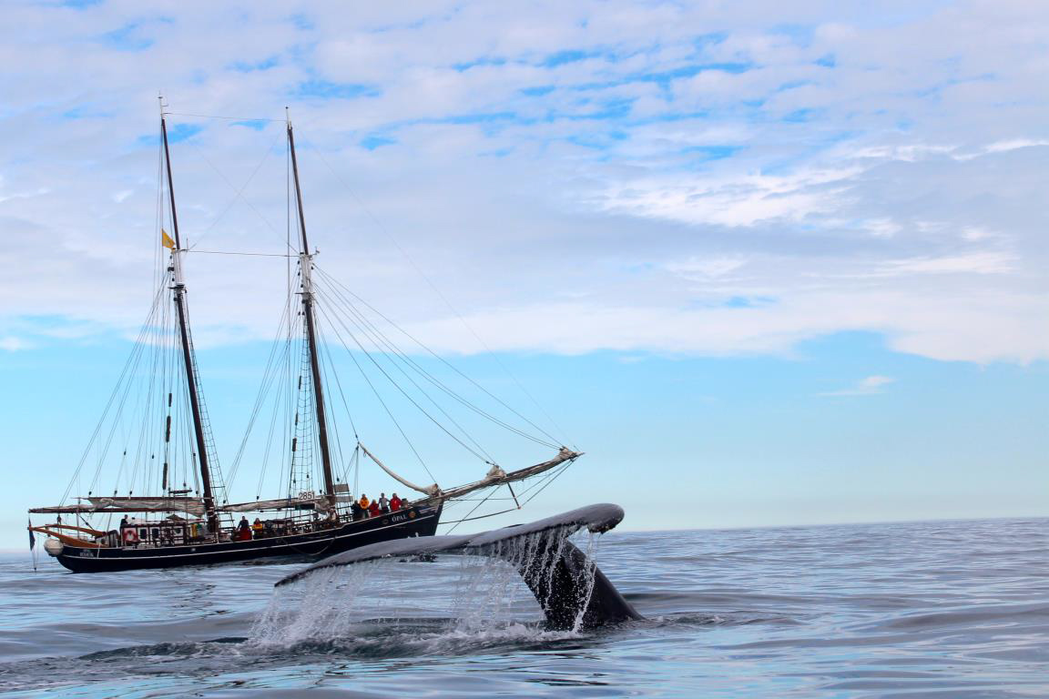 Extraordinary private charter sailing trip to Scoresby Sund in