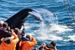 Húsavík Original Whale Watching from Akureyri