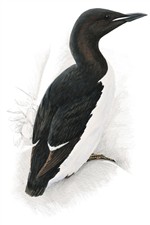 Brünnich's Guillemot Brünnich's Guillemot