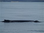 hnufubakur212.05.11