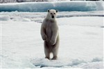 Passing a polar bear on the way to Greenland.