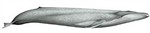 steypireydur