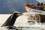 Whale Watching