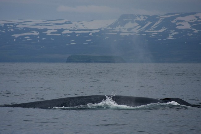 Blue whale and Puffin Island