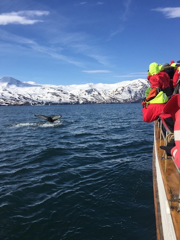 Humpbackwhale diving close to Bjössi Sör