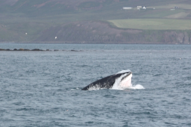 A Minke whale feeding frantically