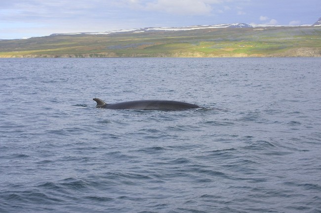 Minke whale coming up to breathe.