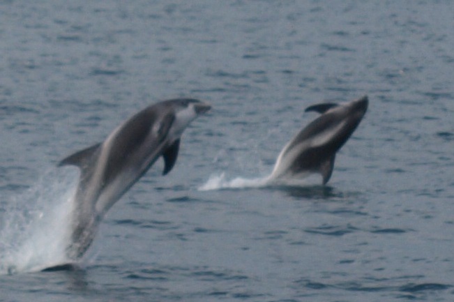 Jumping Dolphins. Always a wondrous sight.
