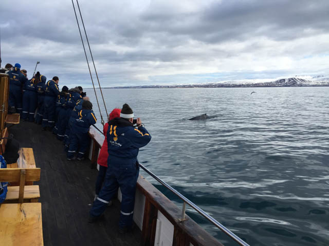 Harbour porpoise in North Sailing trip