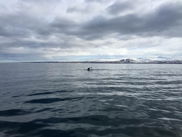 A humpback diving