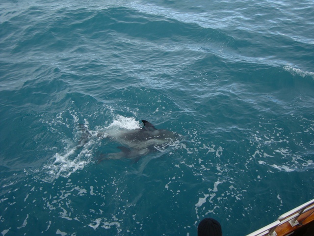 25.8 Dolphin giving birth 1