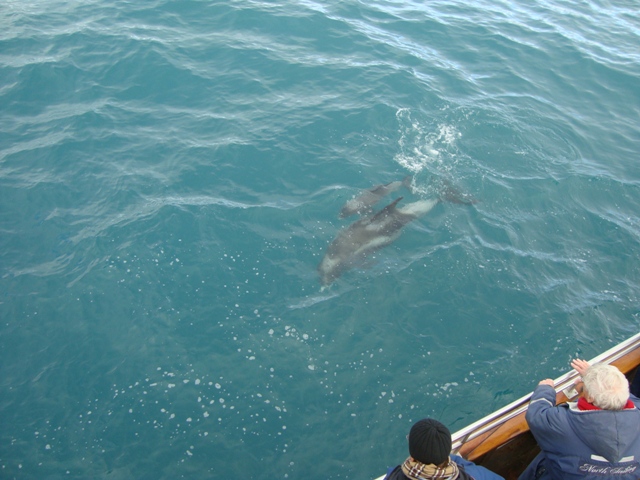 25.8 Dolphin giving birth 2