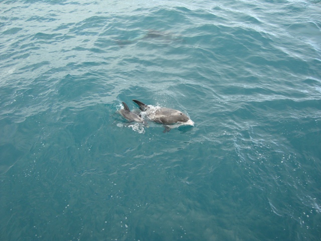 25.8 Dolphin giving birth 3