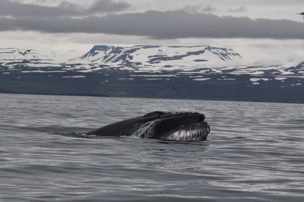Humpback Whale feeding