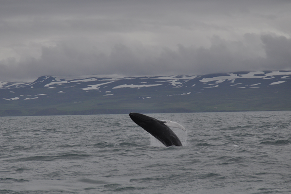A breaching Humpback Whale