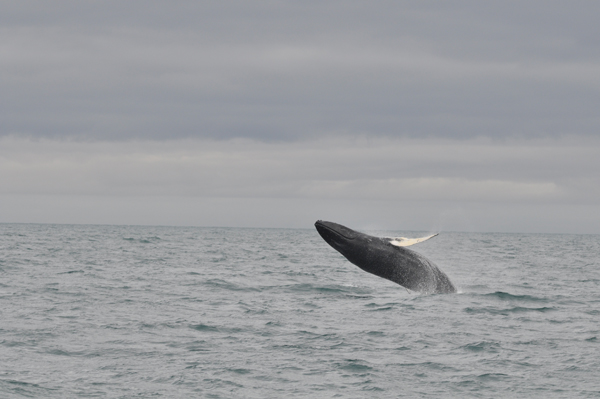 A breaching Humpback Whale III