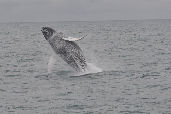 A breaching Humpback Whale IV