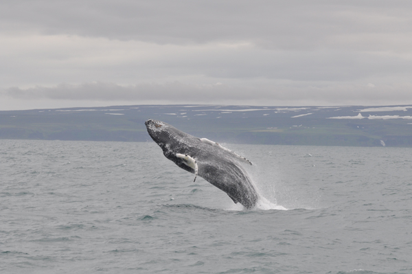 A breaching Humpback Whale V