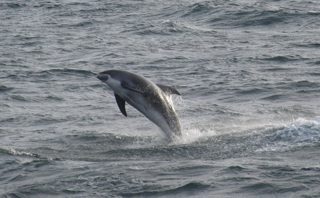 27.sept Jumping Dolphin