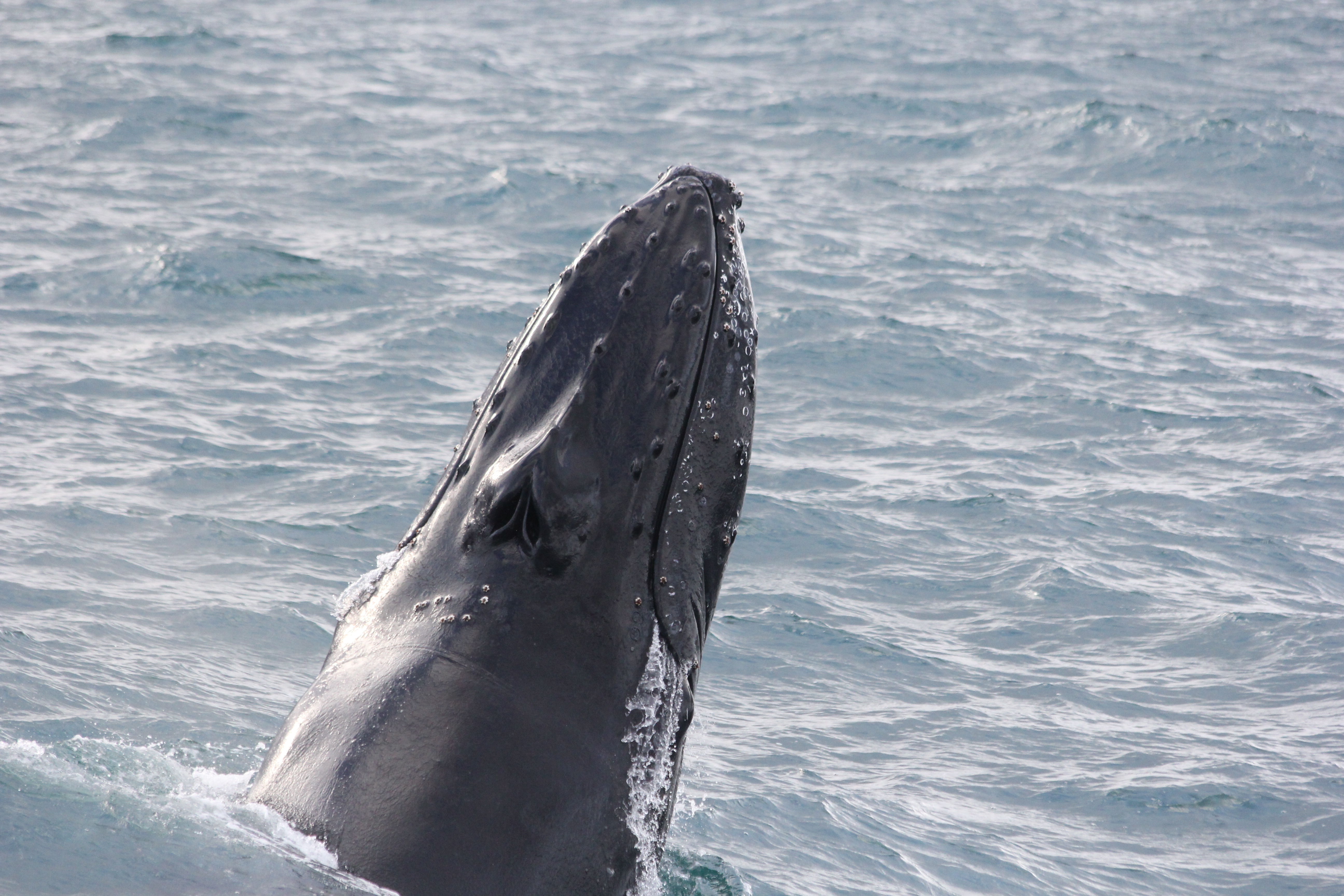 A breaching humpback whale