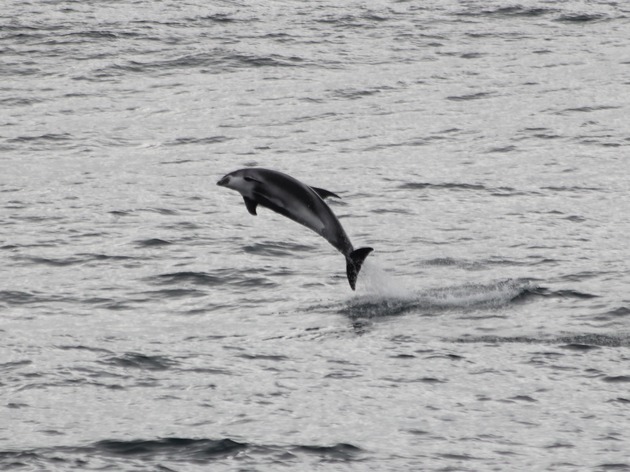 A playful white-beaked dolphin