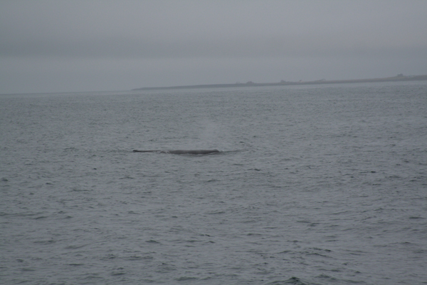 Sperm Whale and Flatey Island in the background