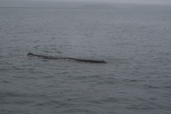 Sperm Whale with Lundey island in the backbround