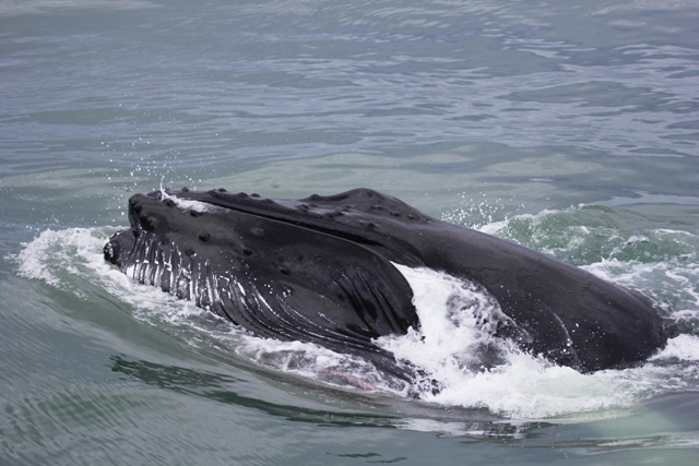 Mai 2013 - Humpback Whale
