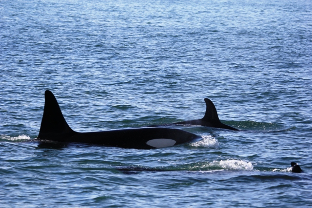 Mai 2013 - Killer Whales