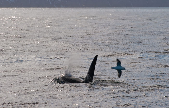 Killer-whales-April-2011-02