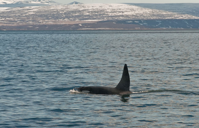 Killer-whales-April-2011-05
