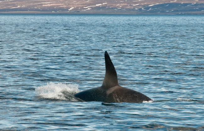 Killer-whales-April-2011-06