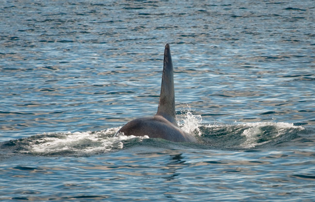 Killer-whales-April-2011-07