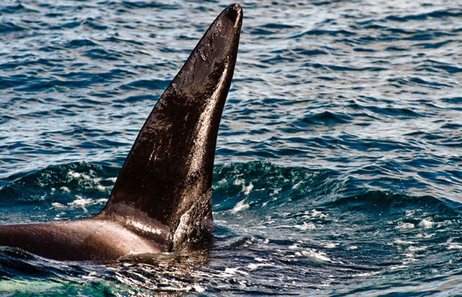 Killer-whales-April-2011-08