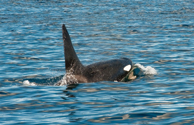 Killer-whales-April-2011-09