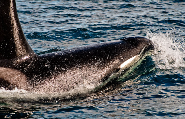 Killer-whales-April-2011-10
