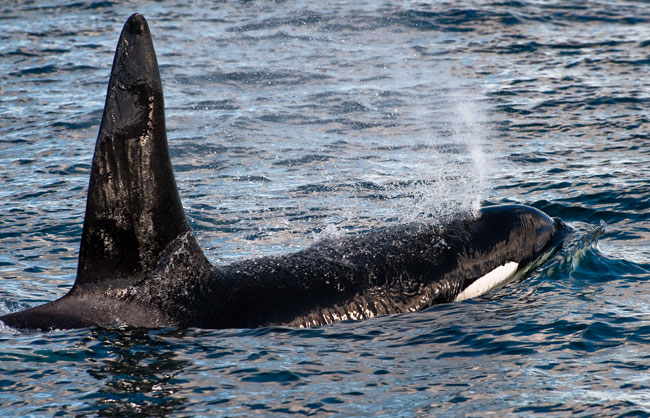 Killer-whales-April-2011-11