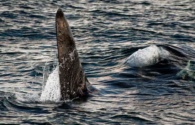 Killer-whales-April-2011-12
