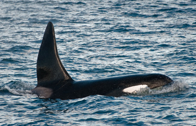 Killer-whales-April-2011-15