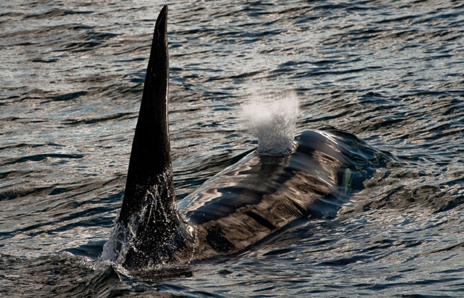 Killer-whales-April-2011-17