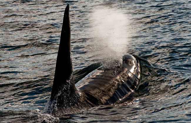 Killer-whales-April-2011-18