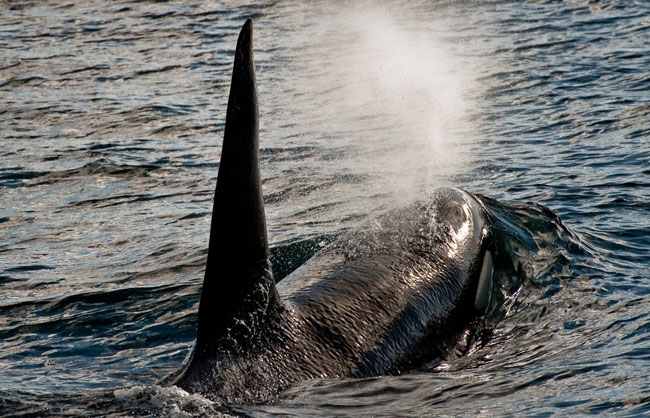 Killer-whales-April-2011-19