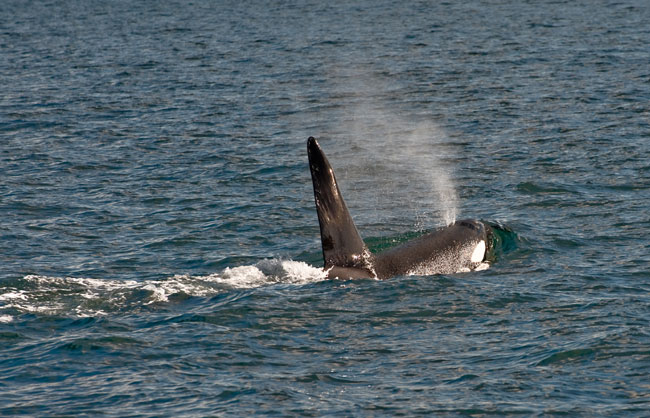 Killer-whales-April-2011-20