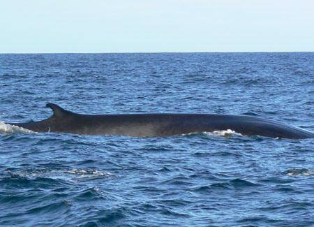 Coursewhale
