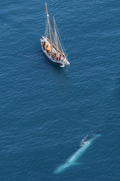 Hildur with Blue whale